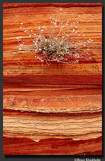 Sandstone in Utah 